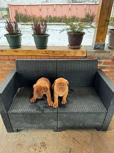 Na prodaju štenci bordoške doge. Štenci su vrlo kvalitetni i zdravi at lalafo.rs — 9 Na prodaju štenci bordoške doge. Štenci su vrlo kvalitetni i zdravi — 9