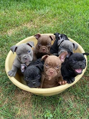 dve suknje po: Na prodaju štenci američkog bulija Na raspolaganju 6 preslatih na lalafo.rs — 1 dve suknje po: Na prodaju štenci američkog bulija Na raspolaganju 6 preslatih — 1