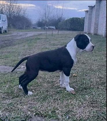 zenske broj: Američki stafordski terijer mužjak I ženka. DIAMOND LONG STEP NINA at lalafo.rs — 7 zenske broj: Američki stafordski terijer mužjak I ženka. DIAMOND LONG STEP NINA — 7