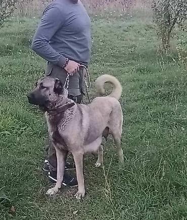 zenske broj: Na prodaju štenad Turskog Kangala, "radne" linije! !! Leglo br. 1- na at lalafo.rs — 2 zenske broj: Na prodaju štenad Turskog Kangala, "radne" linije! !! Leglo br. 1- na — 2