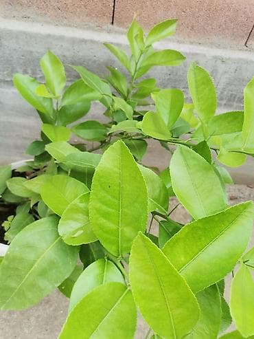 Stablo limuna, sa plodom, u cvetu. vise komada na lalafo.rs — 9 Stablo limuna, sa plodom, u cvetu. vise komada — 9