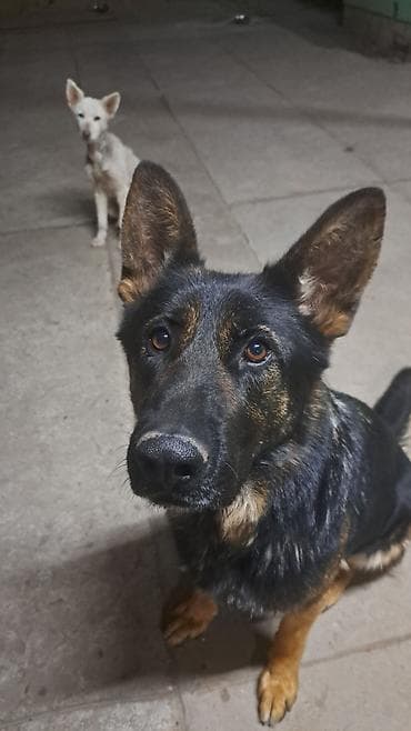 za svaki dan: ❗ IZGUBLJEN PAS – DON ❗
🙏 MOLIMO ZA POMOĆ I DELJENJE 🙏 Don je nestao i at lalafo.rs — 2 za svaki dan: ❗ IZGUBLJEN PAS – DON ❗
🙏 MOLIMO ZA POMOĆ I DELJENJE 🙏 Don je nestao i — 2