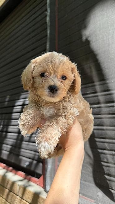 Maltipoo kucici,prelepi,odgajani u kuci.Ocisceni od na lalafo.rs Maltipoo kucici,prelepi,odgajani u kuci.Ocisceni od