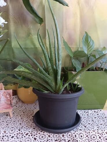 Aloja u saksiji prečnika 19cm - 500 din Aloja u saksiji prečnika 15cm na lalafo.rs Aloja u saksiji prečnika 19cm - 500 din Aloja u saksiji prečnika 15cm