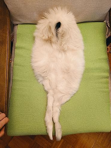 Other: Color - White at lalafo.rs — 1 Other: Color - White — 1