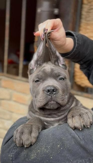zenske broj: Cane Corso, zenke dostupne, od genetski testiranih roditelja vrhunskog at lalafo.rs — 6 zenske broj: Cane Corso, zenke dostupne, od genetski testiranih roditelja vrhunskog — 6