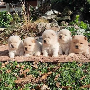 zenske broj: Stenci Chow chow traze novog vlasnika na raspolaganju su 2 zenke i at lalafo.rs — 3 zenske broj: Stenci Chow chow traze novog vlasnika na raspolaganju su 2 zenke i — 3