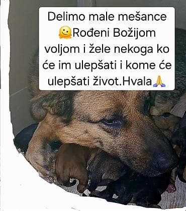 Poklanjamo male štence mešance,rođene 18.2.2026 na lalafo.rs Poklanjamo male štence mešance,rođene 18.2.2026