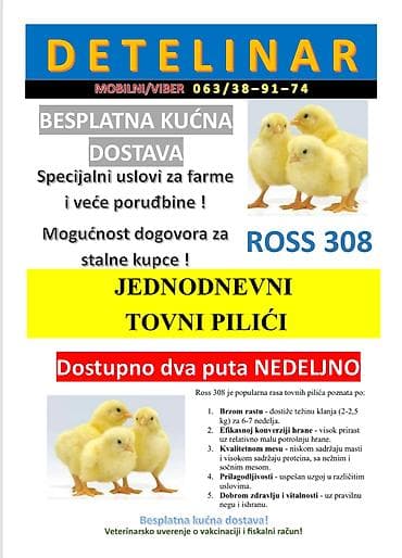 Jednodnevni tovni pilići – Ross 308 - Rasa: Ross 308 (brojleri) - at lalafo.rs Jednodnevni tovni pilići – Ross 308 - Rasa: Ross 308 (brojleri) -