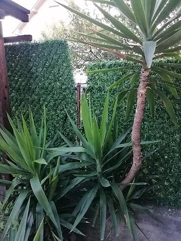 Nameštaj: Drvo života -Yucca Elephantipes Visine 1-2 m Drvo Zivota-Yucca na lalafo.rs — 9 Nameštaj: Drvo života -Yucca Elephantipes Visine 1-2 m Drvo Zivota-Yucca — 9