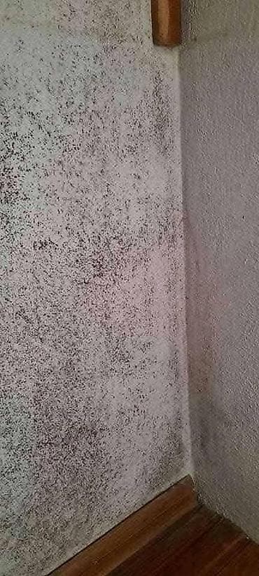 🌿 PDP koncentrat – efikasno protiv buđi! 🌿 Za zdrav i čist dom bez na lalafo.rs — 10 🌿 PDP koncentrat – efikasno protiv buđi! 🌿 Za zdrav i čist dom bez — 10