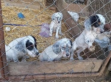 Na prodaju dva muska steneta trikolor engleskog setera od vrhunskih na lalafo.rs — 2 Na prodaju dva muska steneta trikolor engleskog setera od vrhunskih — 2