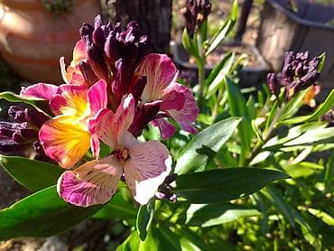 Seme ukrasnih cvetnica – izbor sorti za bašte i žardinjere - na lalafo.rs — 3 Seme ukrasnih cvetnica – izbor sorti za bašte i žardinjere - — 3