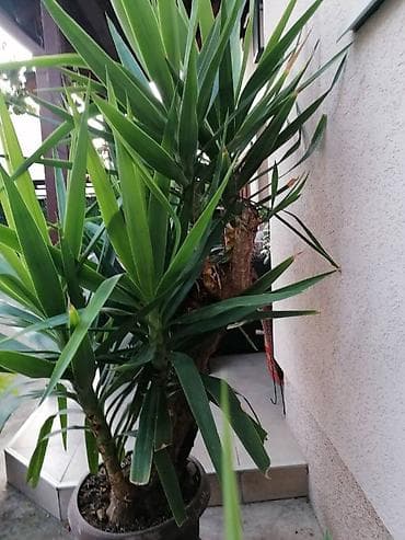 Nameštaj: Drvo života -Yucca Elephantipes Visine 1-2 m Drvo Zivota-Yucca na lalafo.rs — 6 Nameštaj: Drvo života -Yucca Elephantipes Visine 1-2 m Drvo Zivota-Yucca — 6