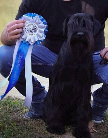 Srednji šnaucer Na prodaju štenci srednjeg crnog šnaucera, oštenjeni na lalafo.rs Srednji šnaucer Na prodaju štenci srednjeg crnog šnaucera, oštenjeni