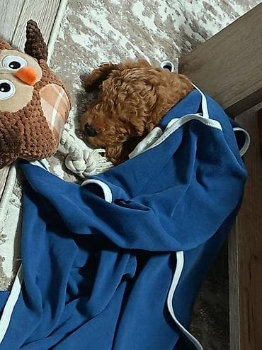 Prodajemo muško štene toy pudle staro dva i po meseca, oštenjeno na lalafo.rs — 3 Prodajemo muško štene toy pudle staro dva i po meseca, oštenjeno — 3