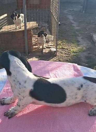 zenske broj: Prodajem żensko štene patuljastog piebald jazavičara. Oštenjeno 4 at lalafo.rs — 4 zenske broj: Prodajem żensko štene patuljastog piebald jazavičara. Oštenjeno 4 — 4