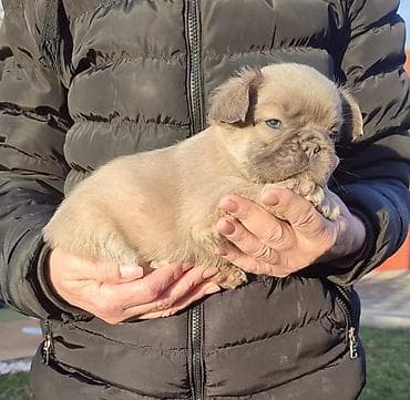 Francuski buldog štenci dugodlaki, "fluffy" veseli umiljati, stručno na lalafo.rs Francuski buldog štenci dugodlaki, "fluffy" veseli umiljati, stručno