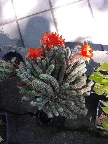 Kaktus Rebutia/Chamaecereus (tzv. „kikiriki“/zmijasti kaktus) sa na lalafo.rs Kaktus Rebutia/Chamaecereus (tzv. „kikiriki“/zmijasti kaktus) sa