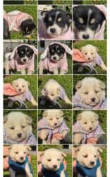 POKLANJAM štence mesanci haskija i ptičara,očišćeni od na lalafo.rs POKLANJAM štence mesanci haskija i ptičara,očišćeni od