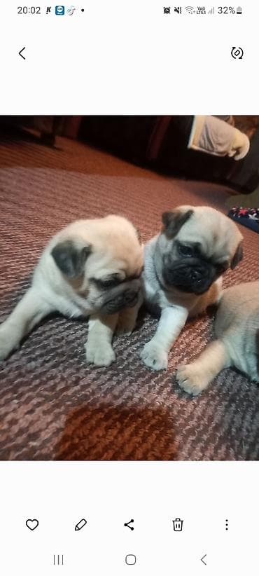 Mops štenci u ponudi, dva mužijaka za sve informacije pozvati ili na lalafo.rs Mops štenci u ponudi, dva mužijaka za sve informacije pozvati ili