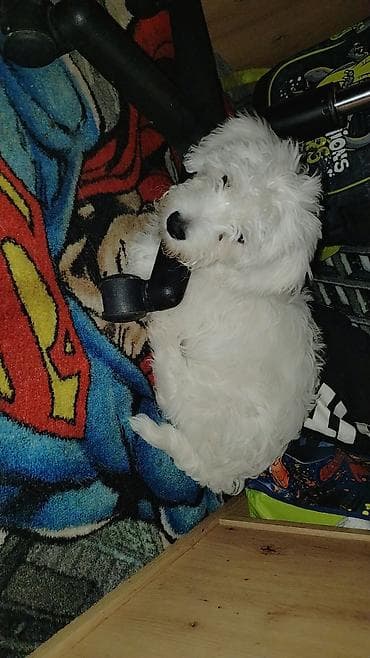 Beli pahuljasti pas manjeg rasta, štenastog uzrasta. Duga, mekana bela na lalafo.rs Beli pahuljasti pas manjeg rasta, štenastog uzrasta. Duga, mekana bela