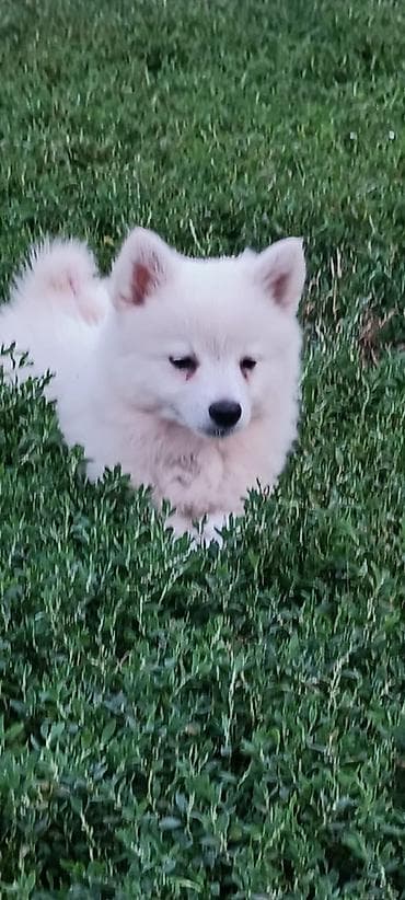 Продајем кучиће Немачког шпица 70е na lalafo.rs — 3 Продајем кучиће Немачког шпица 70е — 3