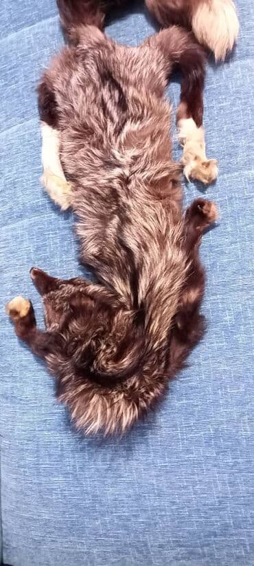 Krzno,lisice,crno bela i braon i šubare na lalafo.rs Krzno,lisice,crno bela i braon i šubare