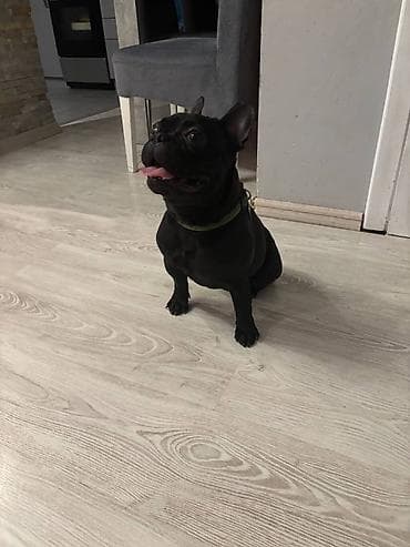 Francuski Buldog star godinu ipo dana Mladi sampion srbije Za ostale na lalafo.rs — 1 Francuski Buldog star godinu ipo dana Mladi sampion srbije Za ostale — 1