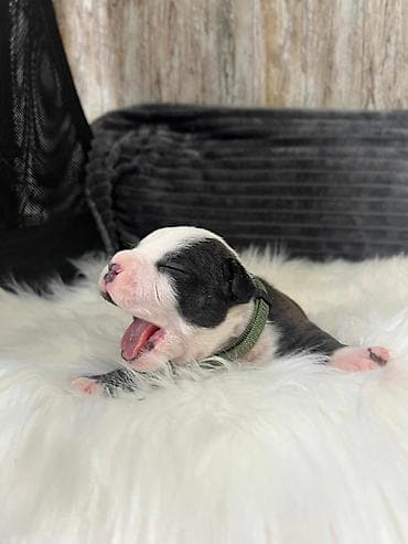 U ponudi 3 zenkice americkog staforda! stenci su stari 2 nedelje,za na lalafo.rs U ponudi 3 zenkice americkog staforda! stenci su stari 2 nedelje,za