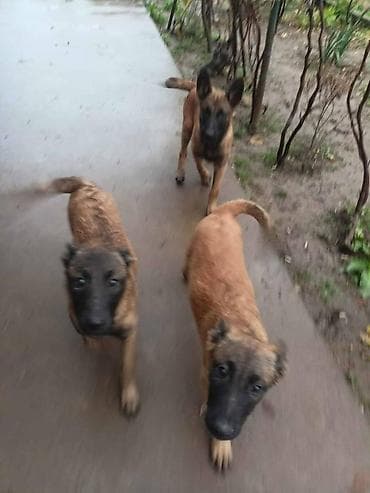 zenske original guess: Belgijski ovčar MALINOA štenci Na prodaju dva muška šteneta, stari 3 na lalafo.rs — 5 zenske original guess: Belgijski ovčar MALINOA štenci Na prodaju dva muška šteneta, stari 3 — 5