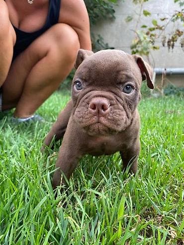 dve suknje po: Na prodaju štenci američkog bulija Na raspolaganju 6 preslatih na lalafo.rs — 3 dve suknje po: Na prodaju štenci američkog bulija Na raspolaganju 6 preslatih — 3