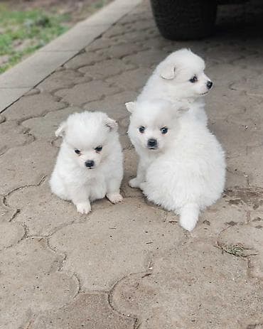 za svaki dan: Nemački špic, štenci snežno bele boje, sitne građe, ženskog pola at lalafo.rs — 6 za svaki dan: Nemački špic, štenci snežno bele boje, sitne građe, ženskog pola — 6