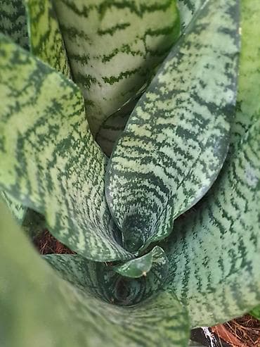 Crassula Ovata, Drvo Novca, velika biljka sa prve, druge i trece je na lalafo.rs — 7 Crassula Ovata, Drvo Novca, velika biljka sa prve, druge i trece je — 7