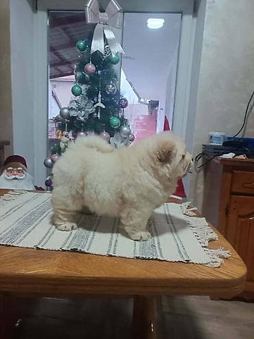 Na prodaju jedna devocica chow chow stara 50 dana, vakcinisana i at lalafo.rs — 3 Na prodaju jedna devocica chow chow stara 50 dana, vakcinisana i — 3