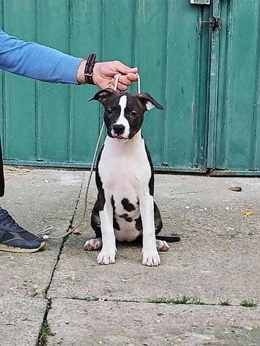 zenske broj: Američki Stafordski terijer štenci Odgajivačnica Eternal Kingdom ima at lalafo.rs — 4 zenske broj: Američki Stafordski terijer štenci Odgajivačnica Eternal Kingdom ima — 4