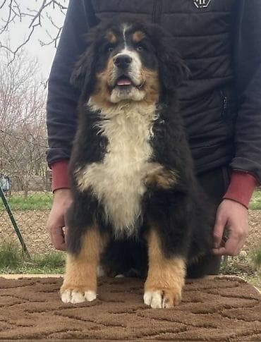 Ženka bernskog planinskog psa, stara 10 nedelja. Zbog specifične na lalafo.rs Ženka bernskog planinskog psa, stara 10 nedelja. Zbog specifične