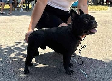 Francuski Buldog star godinu ipo dana Mladi sampion srbije Za ostale na lalafo.rs — 6 Francuski Buldog star godinu ipo dana Mladi sampion srbije Za ostale — 6