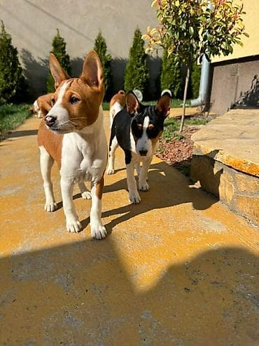 Prelepi štenci rase Basenji Na prodaju prelepi štenci rase Basenji – at lalafo.rs — 3 Prelepi štenci rase Basenji Na prodaju prelepi štenci rase Basenji – — 3