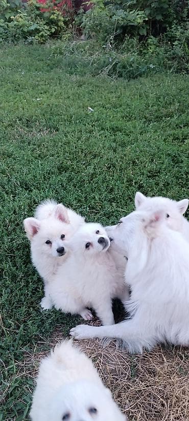 Продајем кучиће Немачког шпица 70е na lalafo.rs — 4 Продајем кучиће Немачког шпица 70е — 4