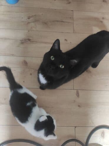 Poklanjaju se dve predivne mace spašene sa ulice — braća različitog na lalafo.rs Poklanjaju se dve predivne mace spašene sa ulice — braća različitog