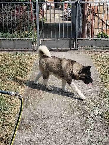Americka Akita, mužjak slobodan za parenje Slobodan mužjak Američke na lalafo.rs Americka Akita, mužjak slobodan za parenje Slobodan mužjak Američke