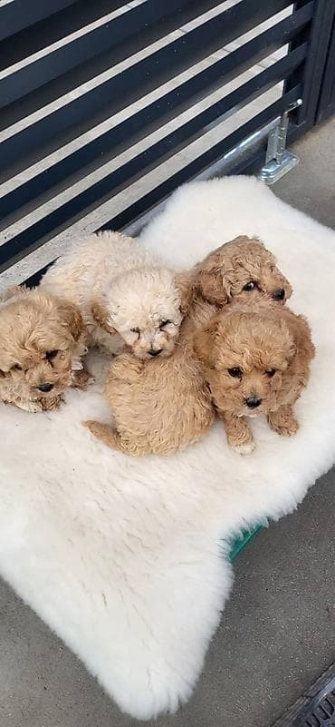 Bipoo štenci, ostao jos jedan decak. Majka kovrzavi bison, a otac at lalafo.rs — 2 Bipoo štenci, ostao jos jedan decak. Majka kovrzavi bison, a otac — 2