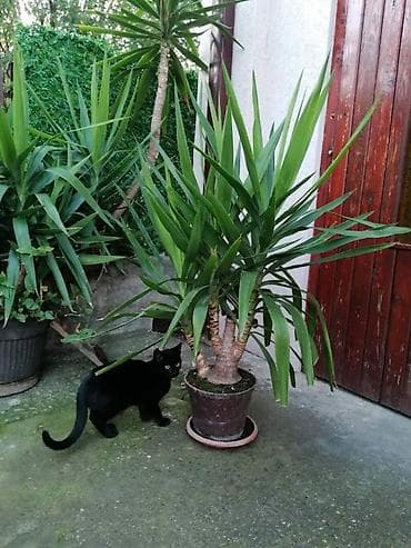 Nameštaj: Drvo života -Yucca Elephantipes Visine 1-2 m Drvo Zivota-Yucca na lalafo.rs — 4 Nameštaj: Drvo života -Yucca Elephantipes Visine 1-2 m Drvo Zivota-Yucca — 4