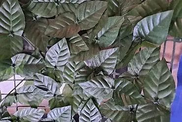 Garden Decor: Veštačka ograda sa lišćem 3x1 m – Na stanju Ova veštačka ograda na at lalafo.rs — 3 Garden Decor: Veštačka ograda sa lišćem 3x1 m – Na stanju Ova veštačka ograda na — 3