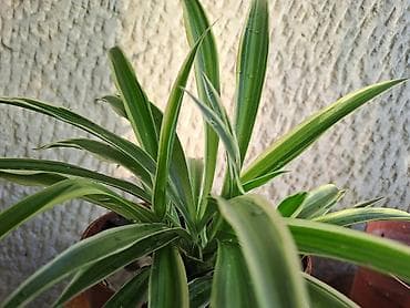 Chlorophytum, vise izdanaka u saksiji, velika biljka na prvoj slici je na lalafo.rs — 2 Chlorophytum, vise izdanaka u saksiji, velika biljka na prvoj slici je — 2