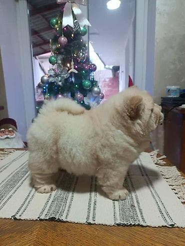 Na prodaju jedna devocica chow chow stara 50 dana, vakcinisana i at lalafo.rs — 4 Na prodaju jedna devocica chow chow stara 50 dana, vakcinisana i — 4