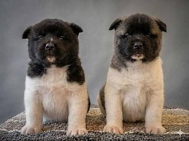 Američka Akita, kvalitetni štenci Odgajivacnica TOP WINNER PUPPY sa na lalafo.rs Američka Akita, kvalitetni štenci Odgajivacnica TOP WINNER PUPPY sa