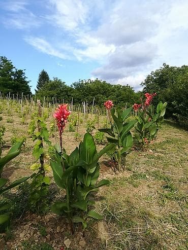 Seeds and seedlings: Prodajem lukovice kane, ožiljene. Sade se u plodno zemljište na at lalafo.rs — 2 Seeds and seedlings: Prodajem lukovice kane, ožiljene. Sade se u plodno zemljište na — 2