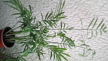 Palma Shamadorea, velika biljka sa prve slike je 600, sa druge i na lalafo.rs — 1 Palma Shamadorea, velika biljka sa prve slike je 600, sa druge i — 1